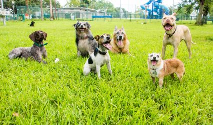 Doggie diversity in size and shape began at least 11,000 years ago