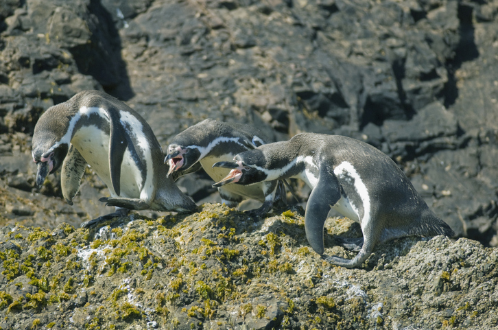 Chile’s endangered Humboldt penguins risk further decline, scientists say