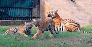 Delhi Zoo to reopen for visitors from November 8 after avian flu precautions