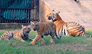 From Gir to Gangtok: Centre unveils nationwide big cat conservation programmes