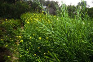 Rabi sowing crosses 306 lakh hectares: Agriculture Ministry