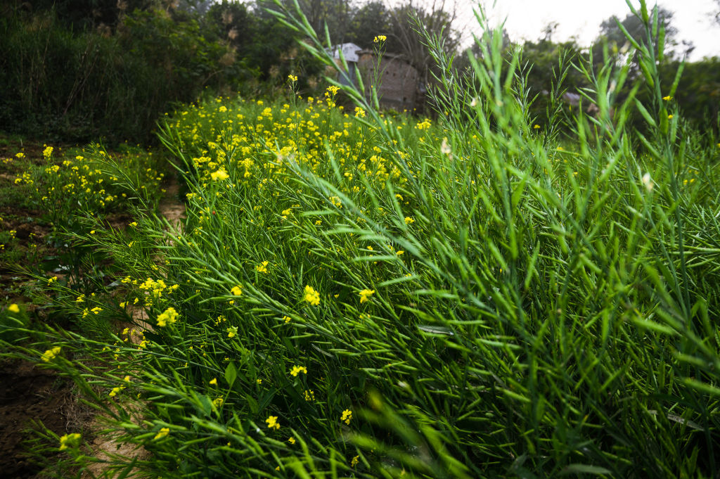 Rabi sowing crosses 306 lakh hectares: Agriculture Ministry