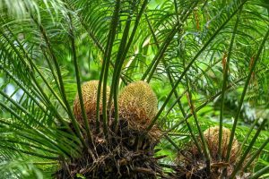 Neurotoxin found in Odisha’s ancient Cycad plants; AIIMS Bhubaneswar initiates research on toxicology