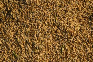 Centre expands PMFBY to insure crop loss from wild animals and paddy inundation