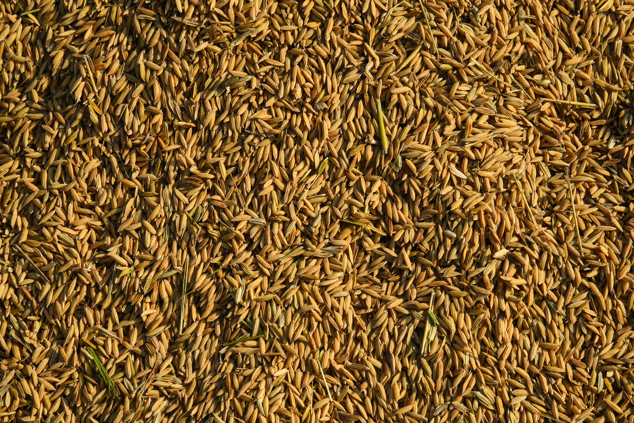 Centre expands PMFBY to insure crop loss from wild animals and paddy inundation