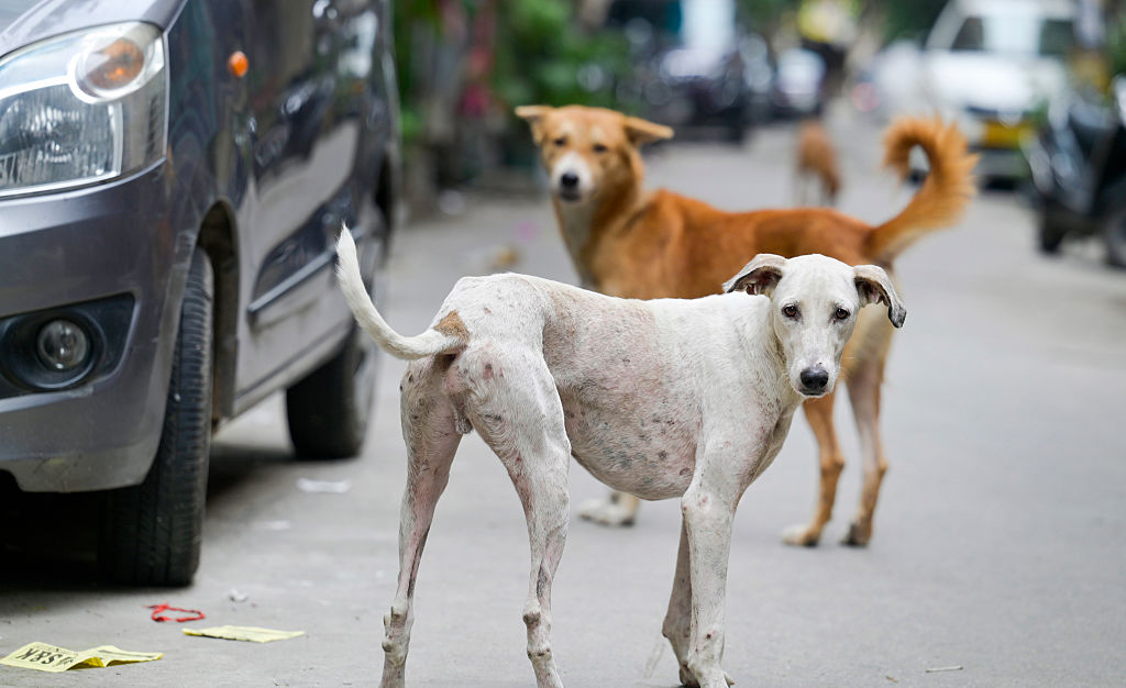 SC orders removal of stray dogs from hospitals, schools, railways and bus stations