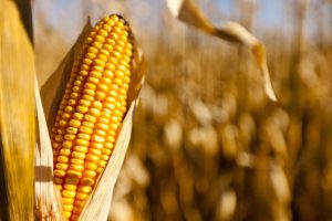India to see record kharif output growth, foodgrain production to cross 173 million tonnes