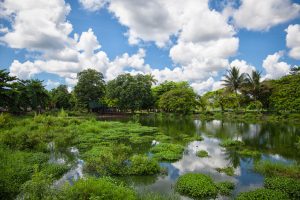 Cuban scientists race against time to save fish as old as the dinosaurs