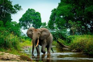 Elephant dung DNA reveals hidden forest populations, study shows