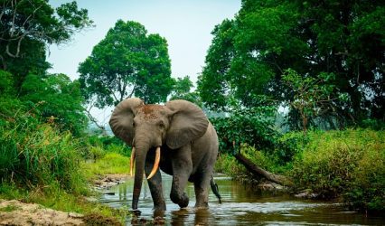 Elephant dung DNA reveals hidden forest populations, study shows Elephant dung DNA reveals hidden forest populations, study shows