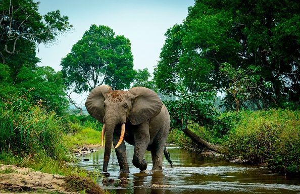 Elephant dung DNA reveals hidden forest populations, study shows Elephant dung DNA reveals hidden forest populations, study shows