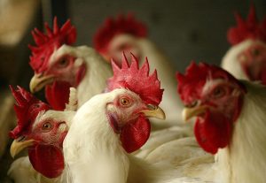 Japan confirms season's third bird flu outbreak