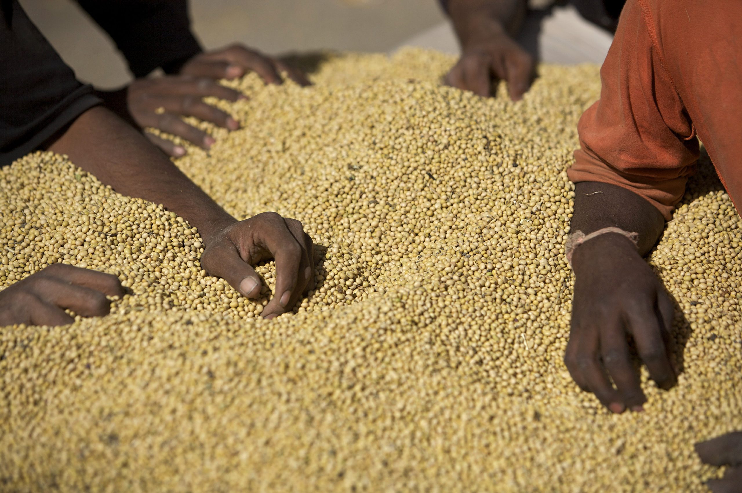 Madhya Pradesh: Bhavantar scheme brings relief to soyabean farmers