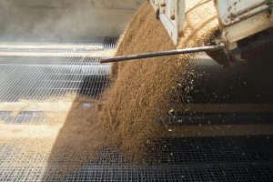 China buys first US wheat cargoes since 2024 after leaders' meeting, traders say