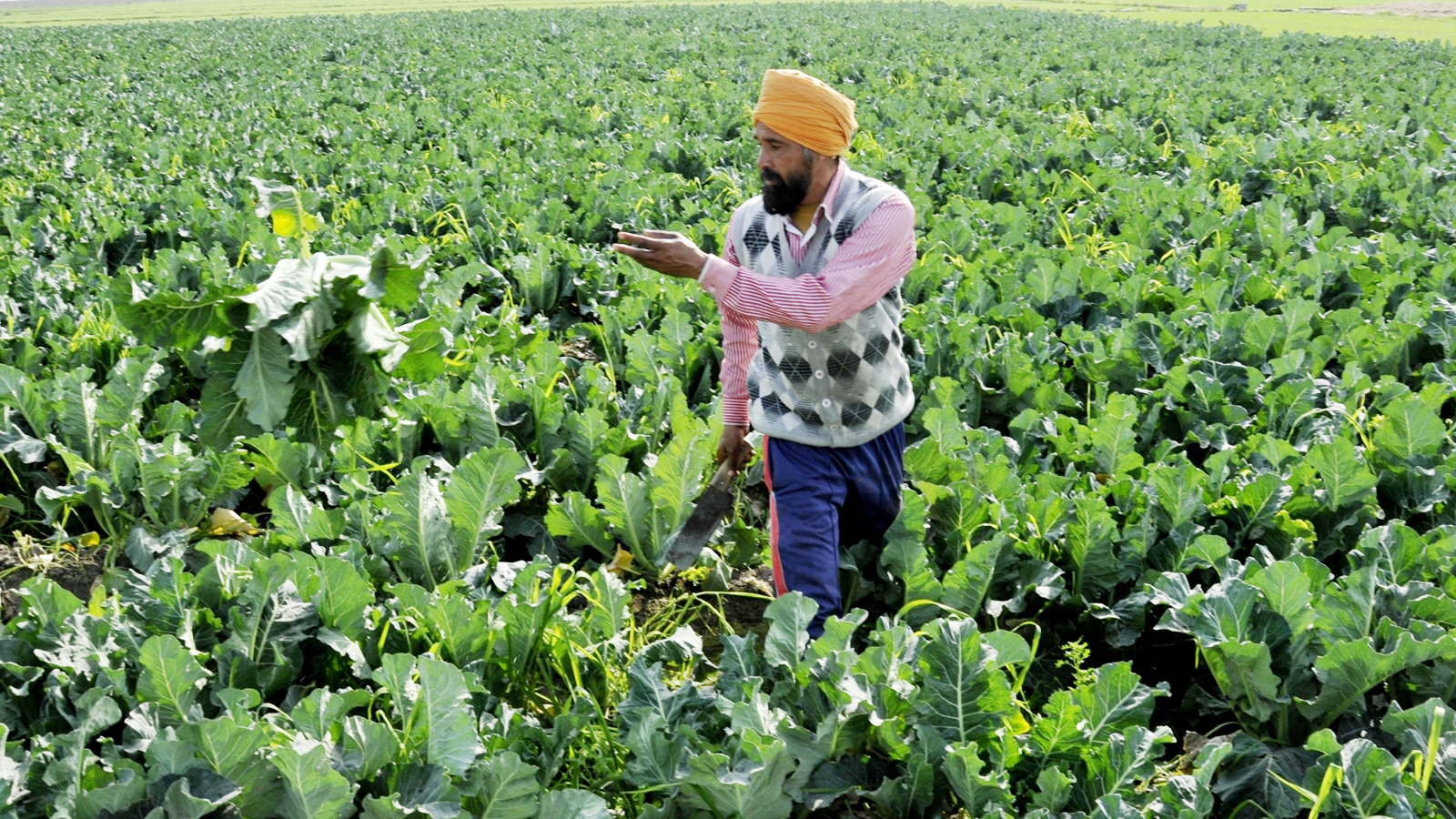 Centre cracks down on black marketing and diversion of fertilizers to safeguard supply during Kharif and Rabi seasons