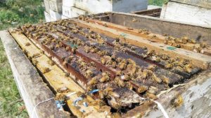 Sweet Revolution Gains Pace, The Beekeeping Mission Boosts Rural Earnings, Strengthens India’s Agri-Economy
