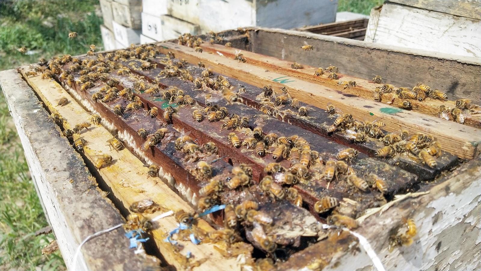 Sweet Revolution Gains Pace, The Beekeeping Mission Boosts Rural Earnings, Strengthens India’s Agri-Economy