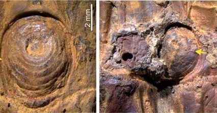 37,000-year-old bamboo fossil from Manipur offers rare glimpse into Asia’s Ice Age 37,000-year-old bamboo fossil from Manipur offers rare glimpse into Asia’s Ice Age
