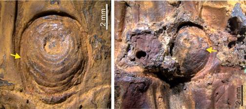 37,000-year-old bamboo fossil from Manipur offers rare glimpse into Asia’s Ice Age