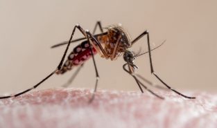 Malaria deaths rose in 2024, funding cuts risk surge, WHO says