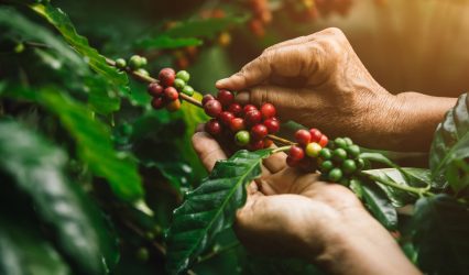 Brazil robusta coffee growers push for quality amid rising prices and climate concerns