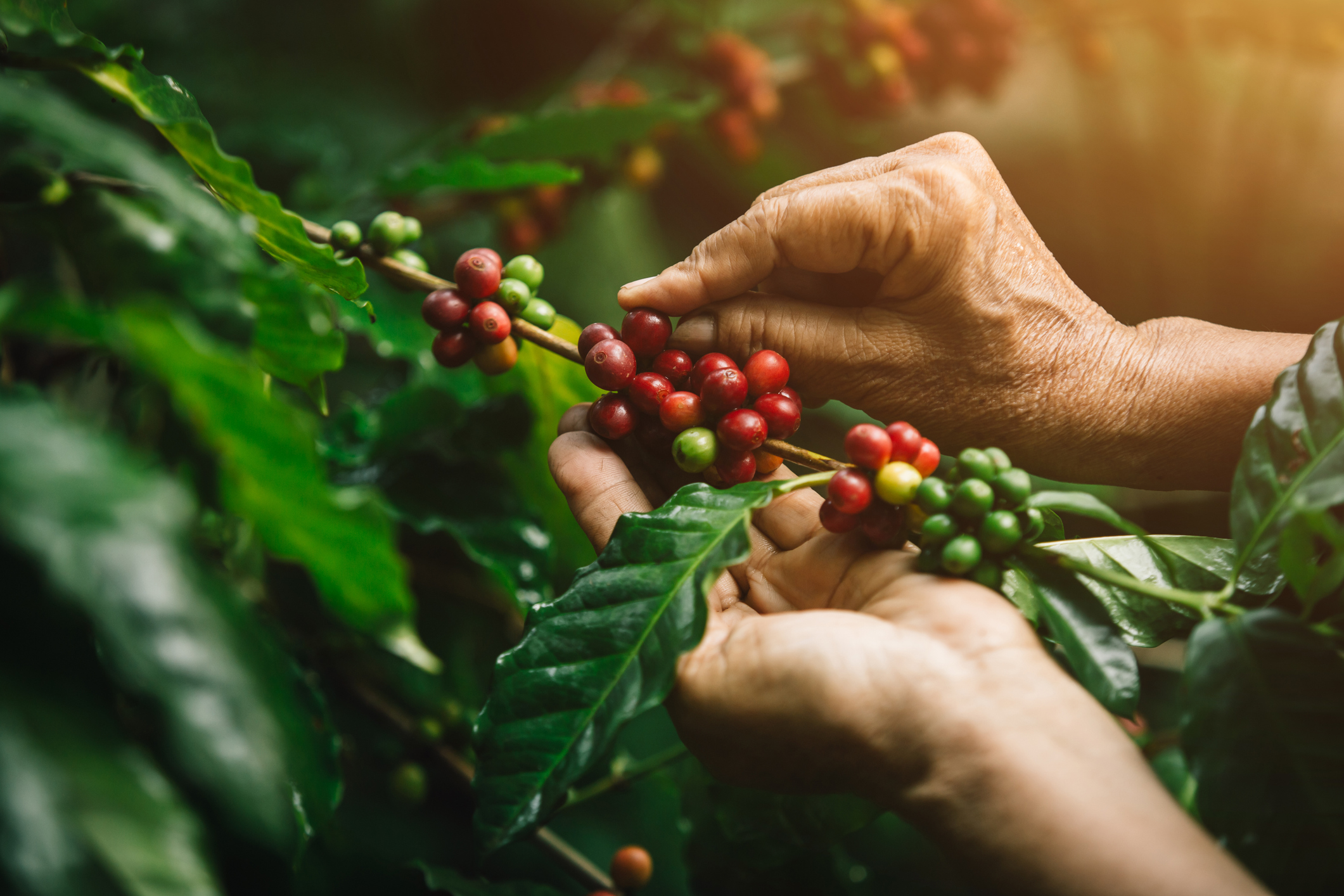 Brazil robusta coffee growers push for quality amid rising prices and climate concerns
