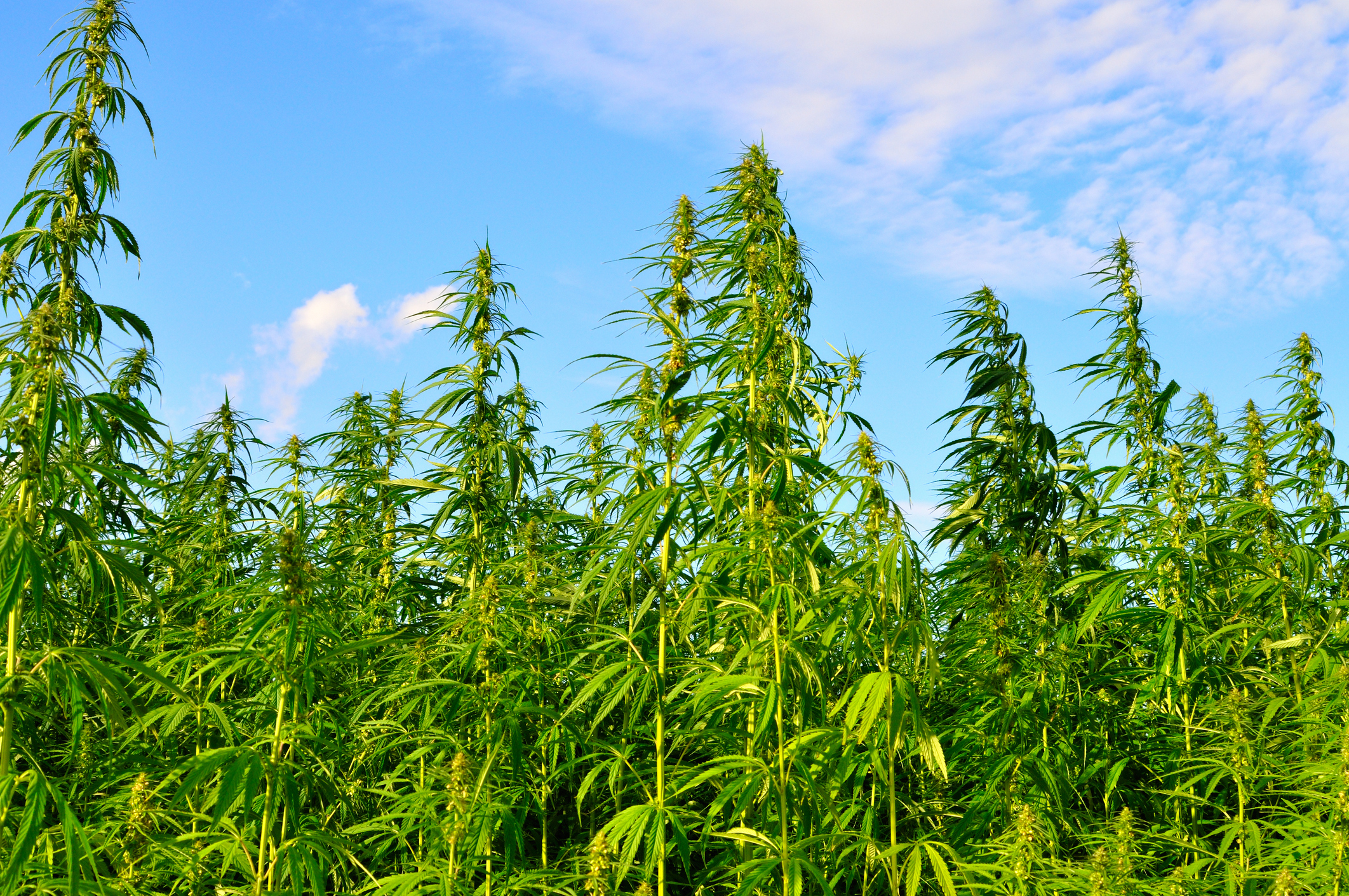 Himachal Pradesh starts cultivation of industrial hemp