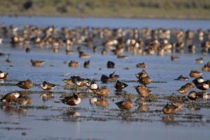 Assam's Majuli hosts 'Charaichung Festival' to revive Asia's first protected royal bird sanctuary