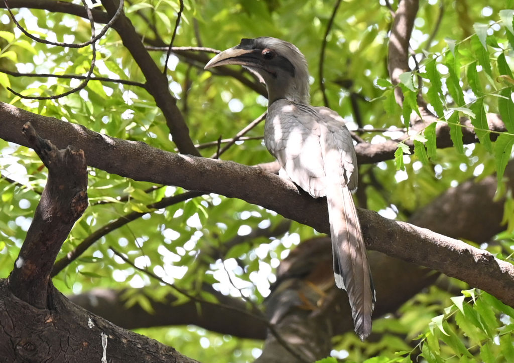Tamil Nadu to conduct hornbill population survey in key forests, including tiger reserves