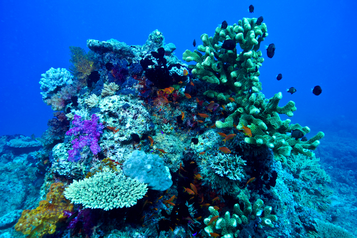 Freshwater sponges may help tackle heavy metal pollution, say scientists