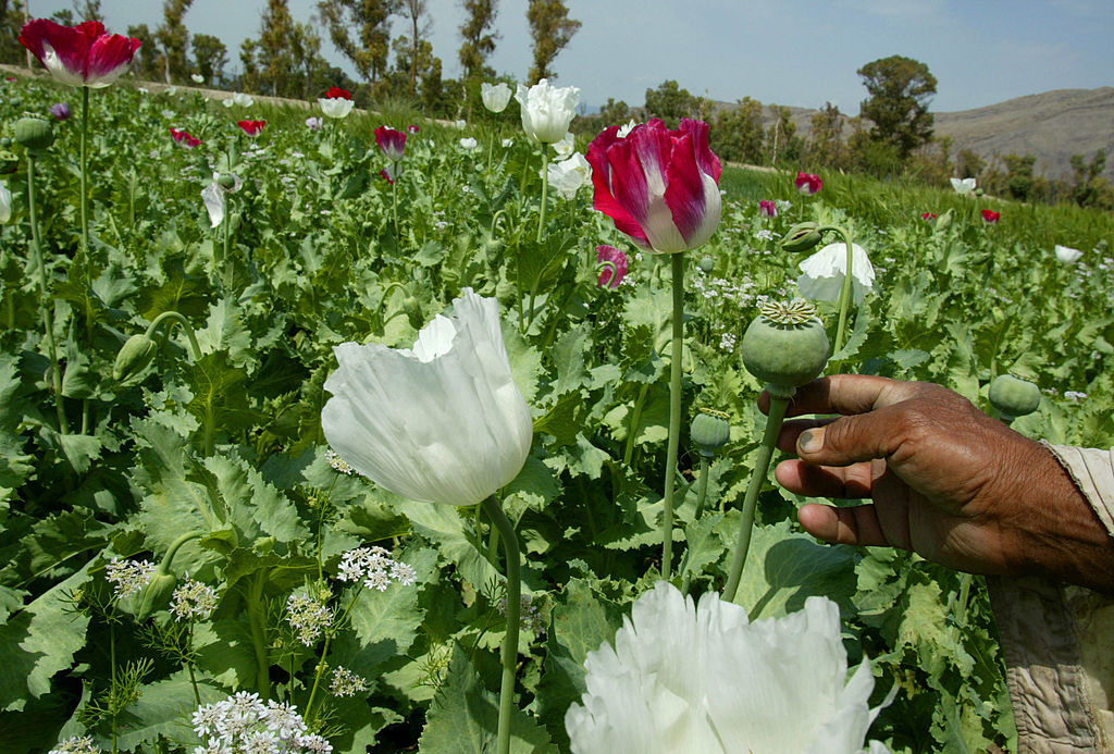 Myanmar’s opium poppy cultivation hits highest level in a decade, UN says