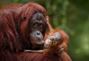 Orangutans at risk as Indonesia floods devastate habitat