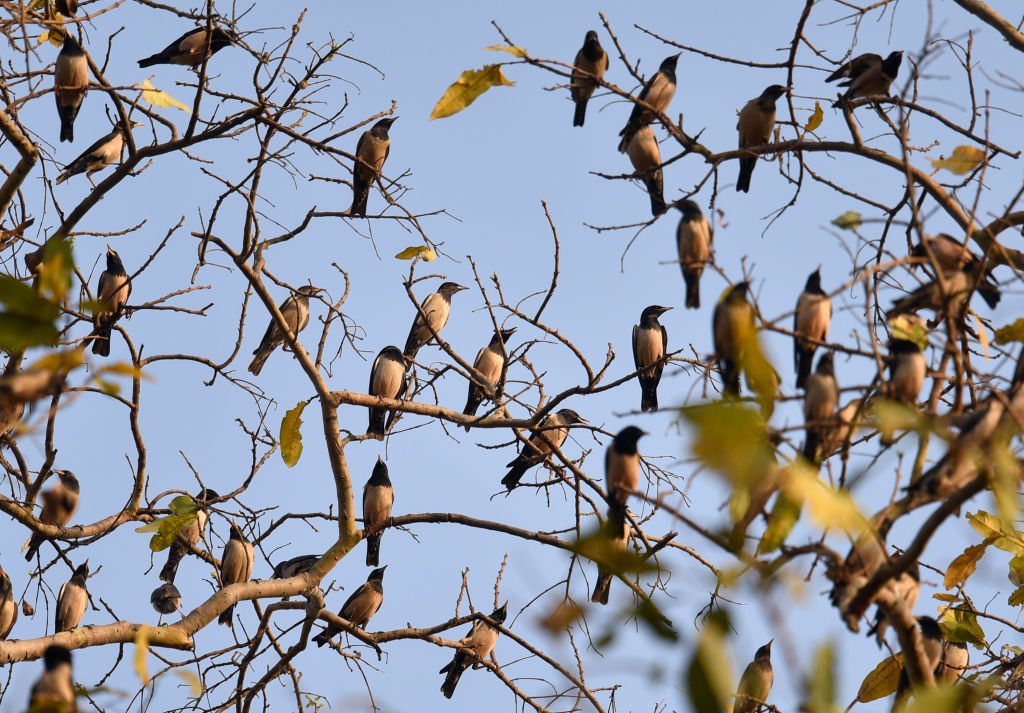 Heavy rainfall creates temporary bird habitat in Thoothukudi salt pans