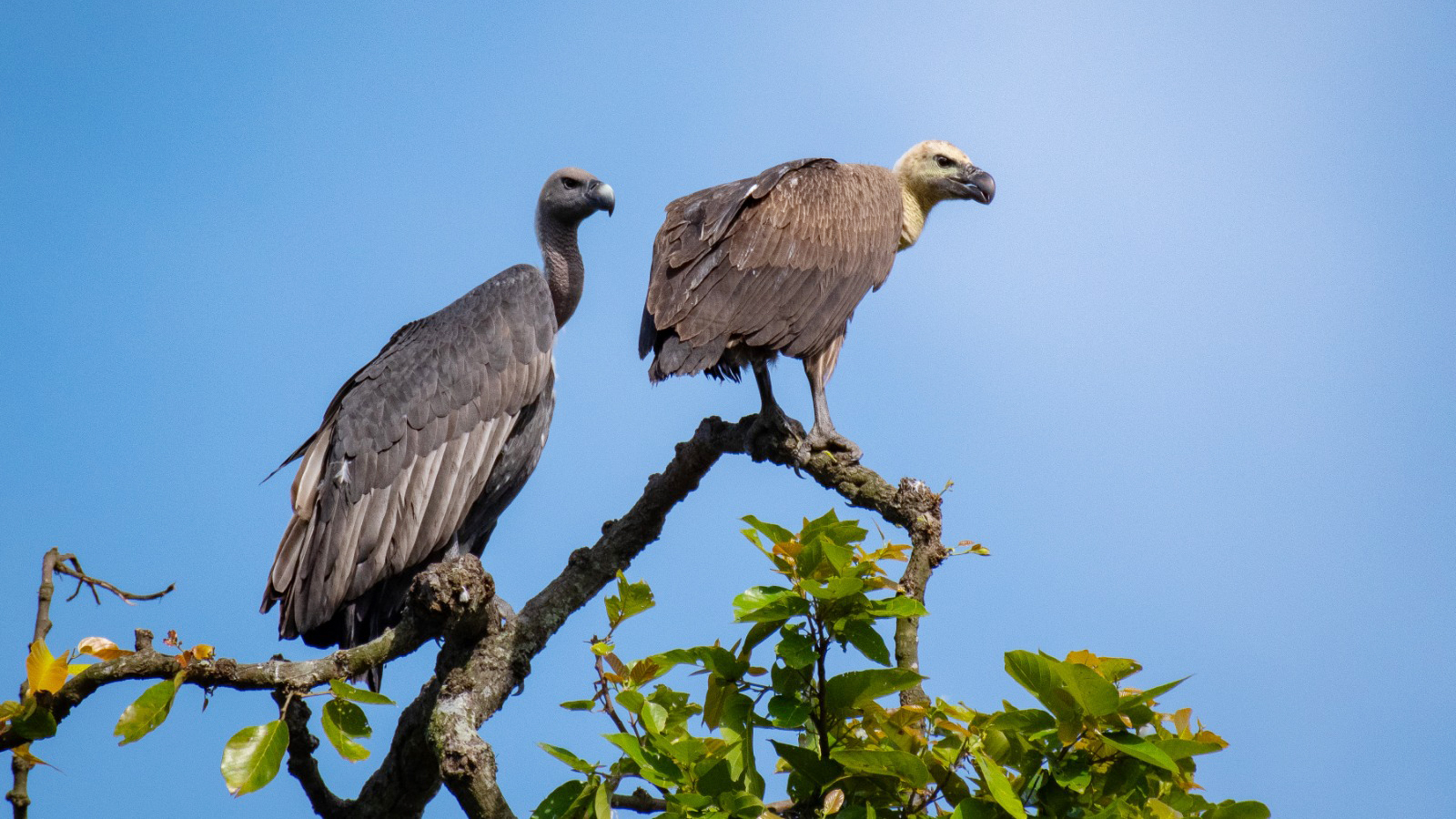 In a first –Captive reared Critically Endangered Vultures from Rani, Guwahati permitted for release at 6th Addition to Kaziranga National Park under Bishwanath Wildlife Division
