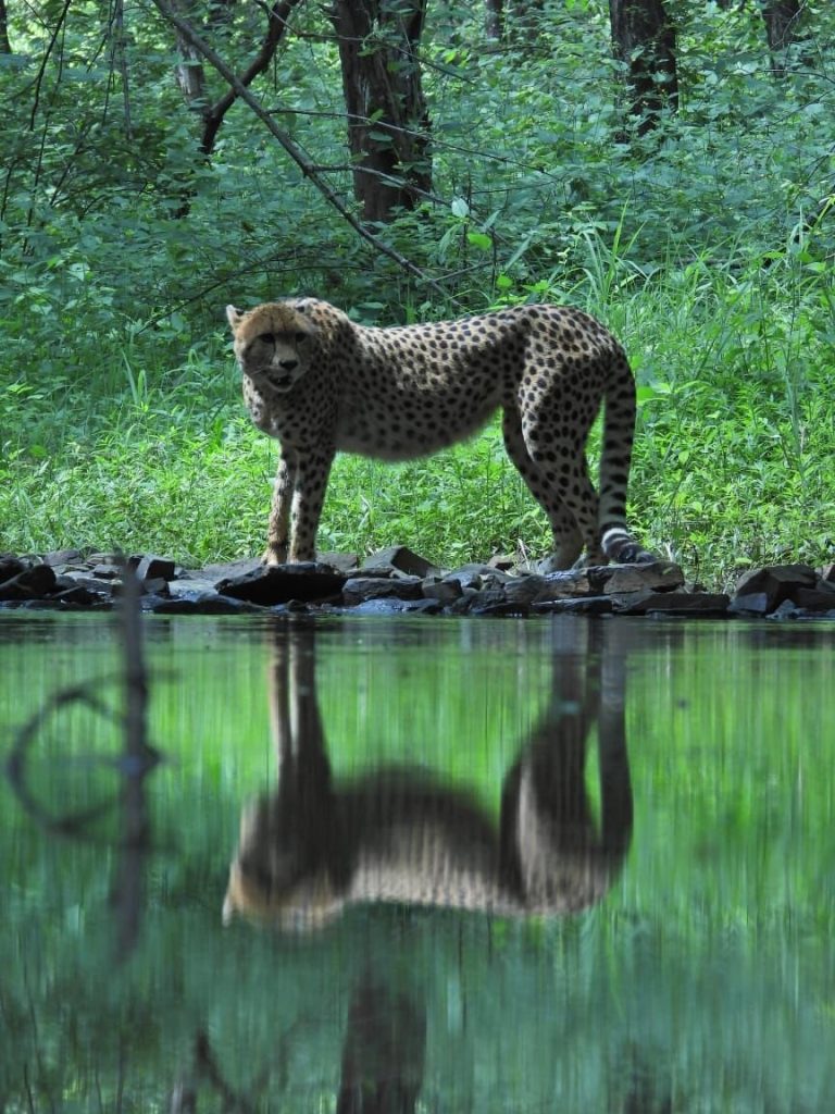 cheetah 2
