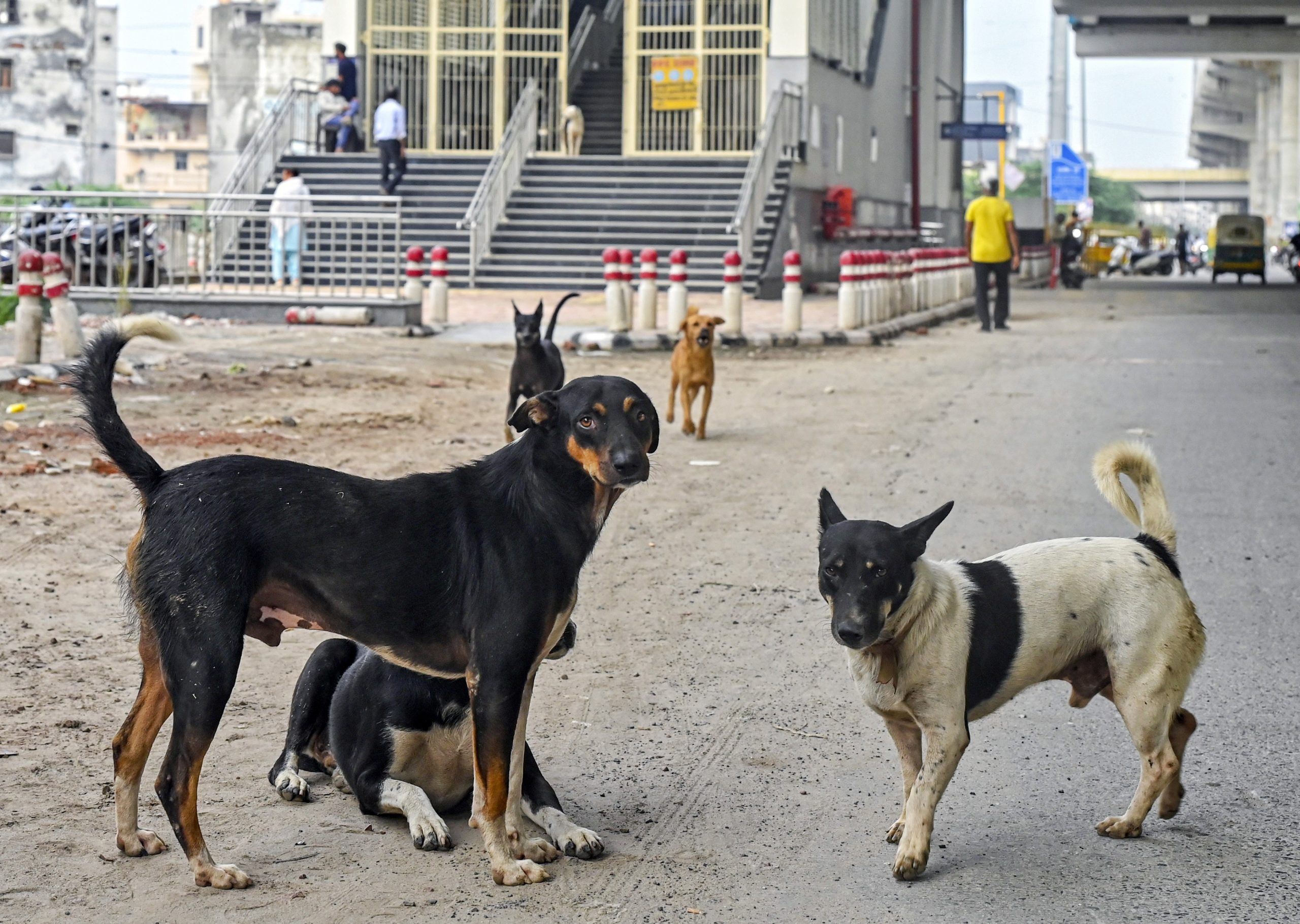 Stray dogs can sense fear, may attack frightened individuals: Supreme Court