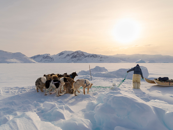 Freezers full of seal meat: How Greenland’s hunting culture helps emergency preparedness
