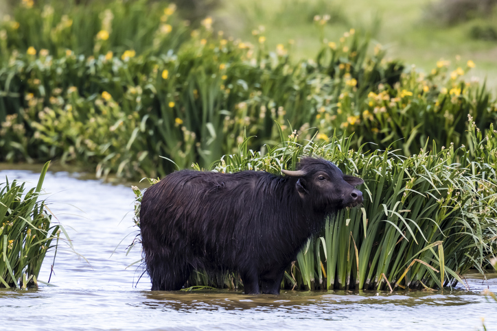 MP to Receive Wild Water Buffaloes, Rhinos, and Cobras from Assam in Exchange for Tigers, Crocodiles