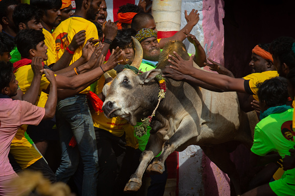 Tamil Nadu to hold first Jallikattu of 2026 on Jan 3 in Thatchankurichi village