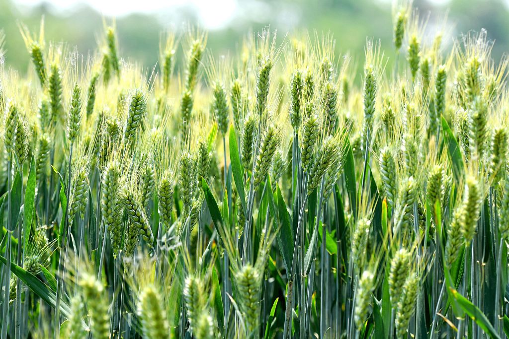 Rabi crop sowing crosses 634 lakh hectares, boosted by better monsoon and higher MSP