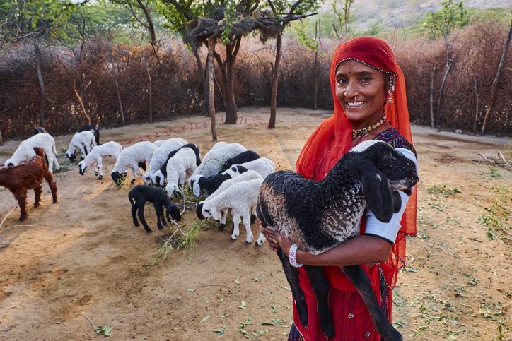 Livestock sector continues to strengthen India’s agricultural economy