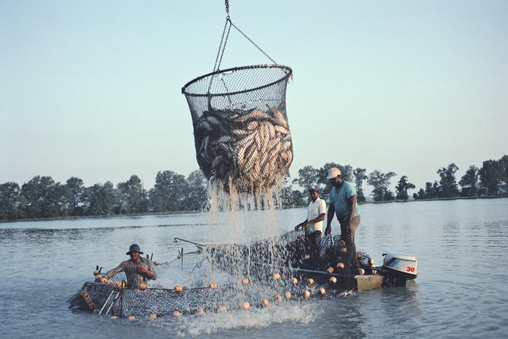 India emerges as major global fisheries and aquaculture player: Minister