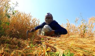 ICAR-IIOR Unveils Smart Seed Coating Technology to Boost Crop Yields and Climate Resilience