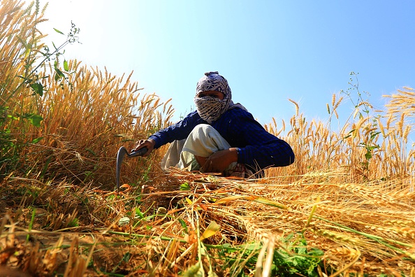 Gujarat sees record rabi sowing as farmers expand wheat, gram and maize cultivation