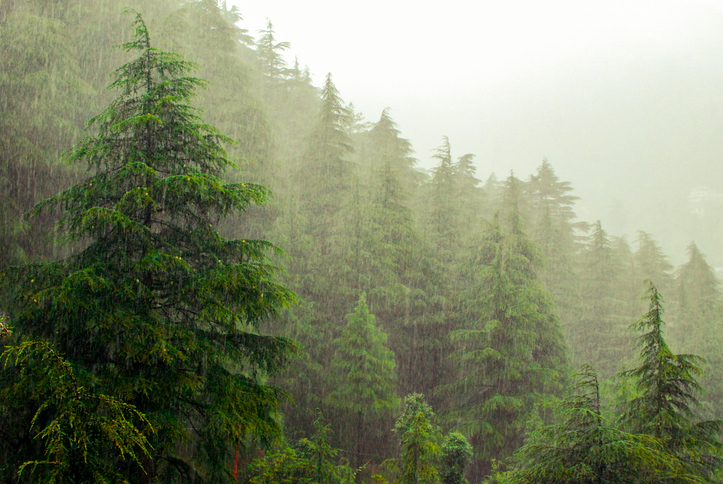 IMD reports widespread rain, snowfall across Himachal; another fresh Western Disturbance likely from January 26