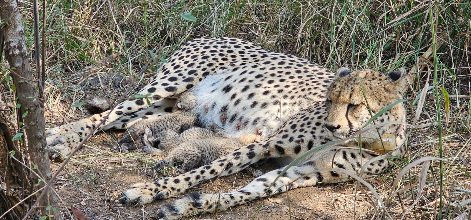 Three cheetah cubs born at Kuno National Park; India’s total population rises to 38