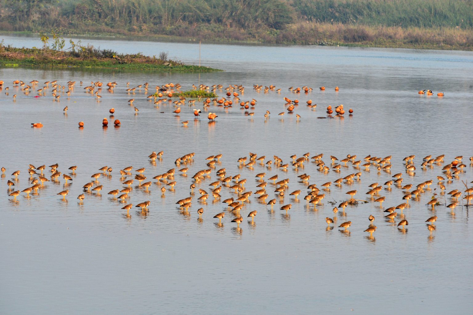Migratory birds thrive in Kashmir as government strengthens ecological tourism and wetland protection