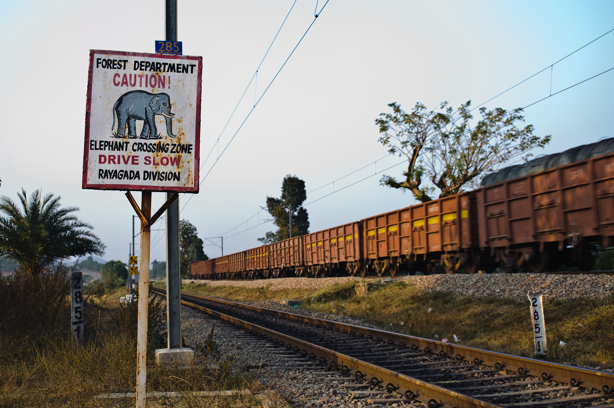 Environment ministry holds workshop to curb elephant-train collisions; 77 railway stretches prioritised