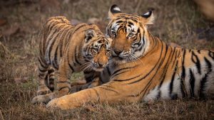 PM Modi reaffirms commitment to wildlife conservation on World Wildlife Day
