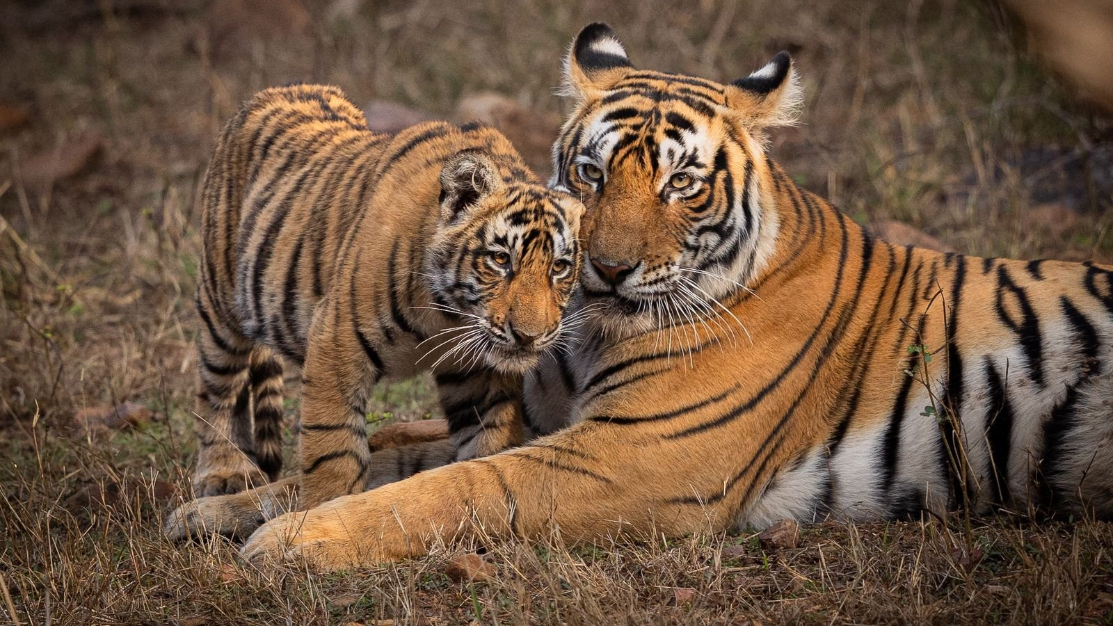 PM Modi reaffirms commitment to wildlife conservation on World Wildlife Day